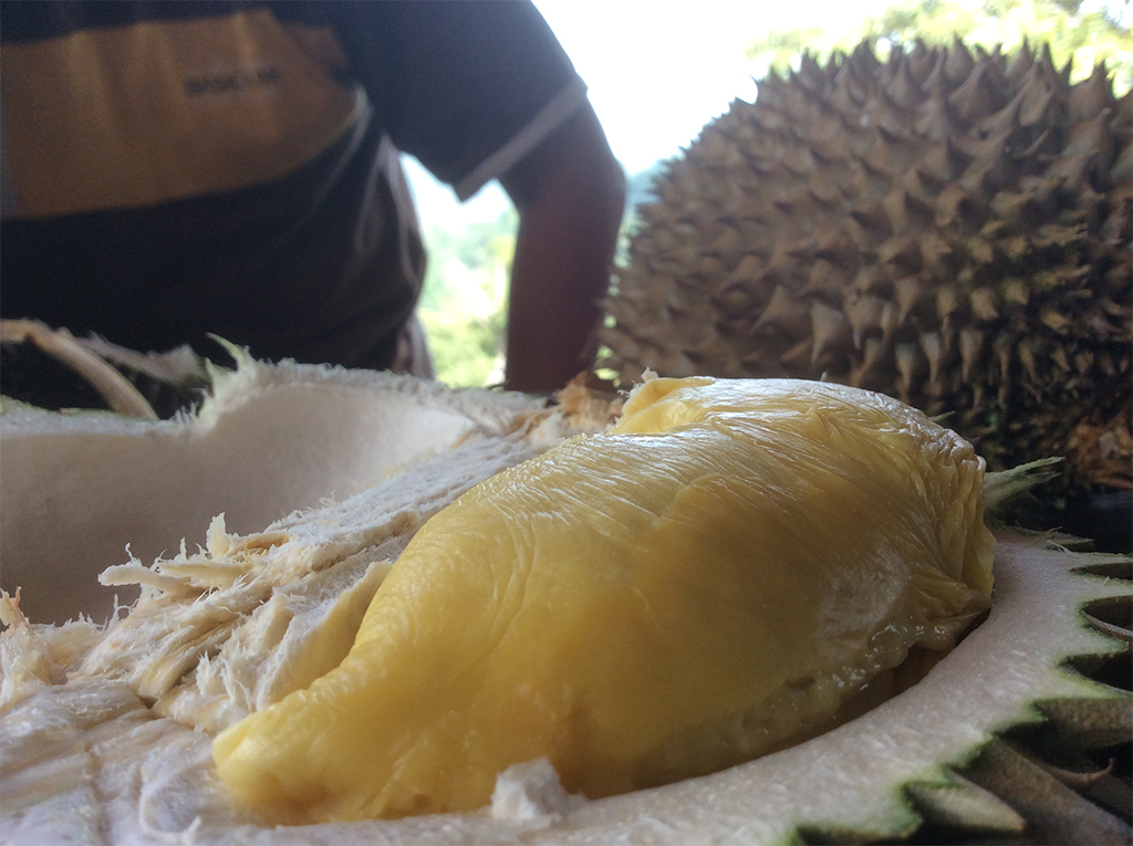 durian2