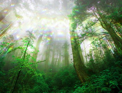Muzica shamanica – 1 ora